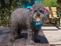Chloe Poodle