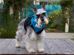 Chloe Schnauzer