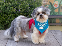 Bernie Shih Tzu