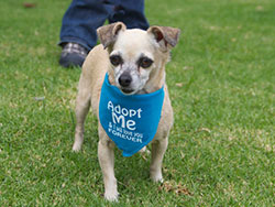Jasmine Chihuahua