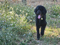 Charley aka Jimmy