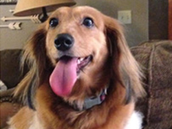 Penny Doxie