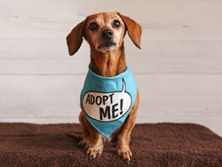 Sandy Doxie