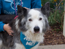 Angel Border Collie