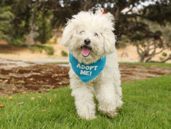 Bebe Poodle