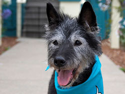 Chance Schnauzer