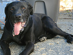Achilles aka Chauncey