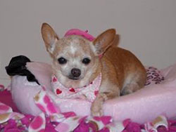 Chulita