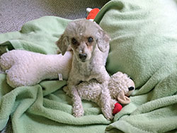 Coco Poodle