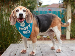 Cooper Beagle