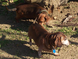 Dachie and Toby