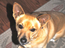 Doggia