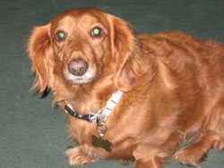 Duke
