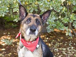 German Shepherd