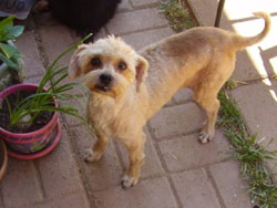 Oliver