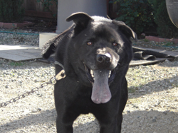 Oso