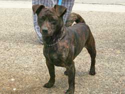 Scooby