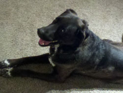 Scout