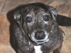Stella