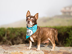 Daisy Chihuahua