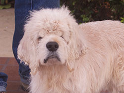 George