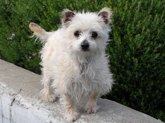 Gertie