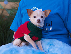 Hannah Chihuahua