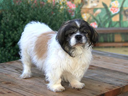 Jessie