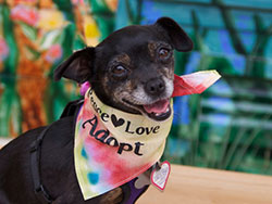 Lita