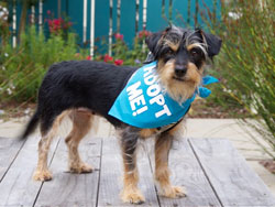 Lucy Wire Terrier