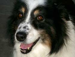 Molly