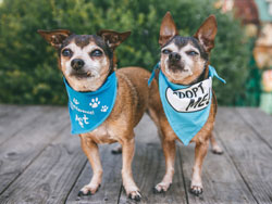 Pepe and Taz