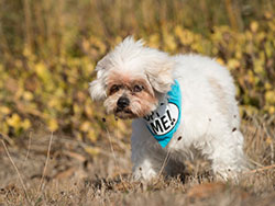 Pepper Lhasa