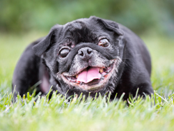 Sammy Pug