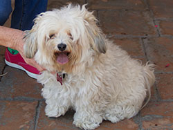 Sweetie Maltese