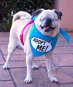 foster a pug pomdr the blind pug needs a foster home foster a pug pomdr the blind pug needs a foster home
