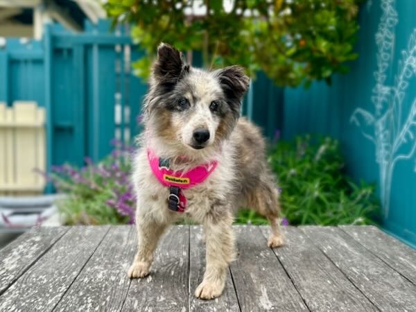 Abby