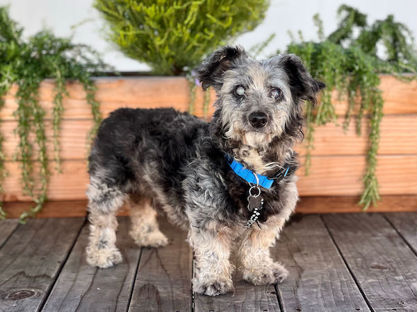 Alfalfa