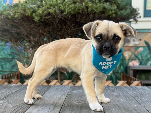 Alvin Pug