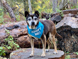 Night In Charleston I Met Katrina Dog >> Pomdr Adopt Night In Charleston I Met Katrina Dog >> Pomdr Adopt