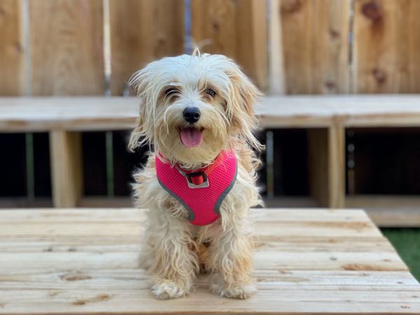 Roxie aka Amy