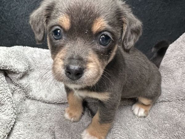 Archie