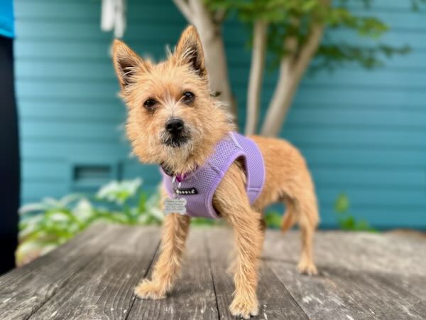 Arwen