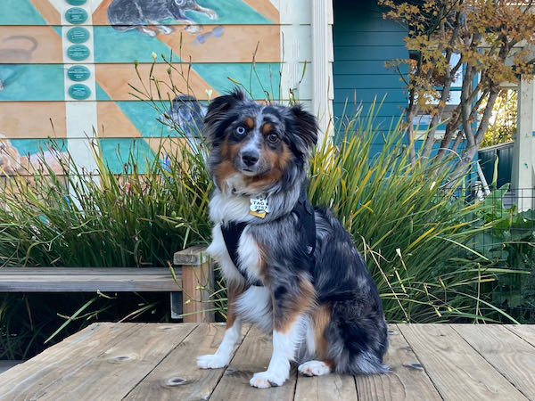 Barkley