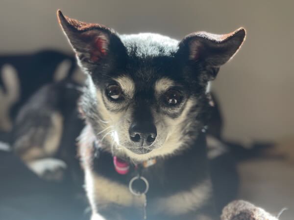 Bat Girl