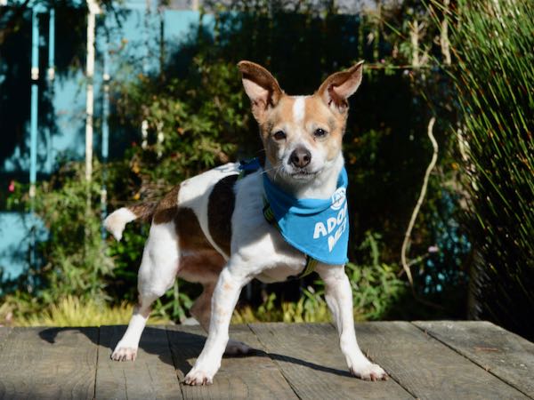 Pomdr Adoptable Dogs