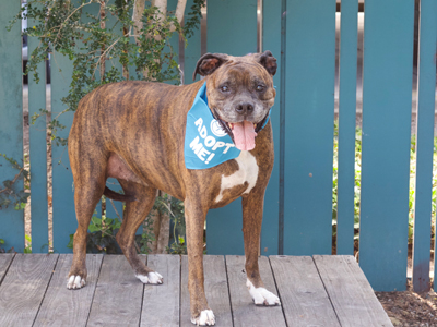 Bella Boxer