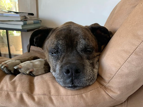 Bella Boxer