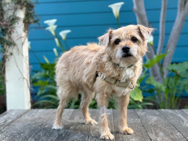 Benji