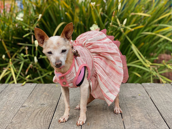 Bitsie